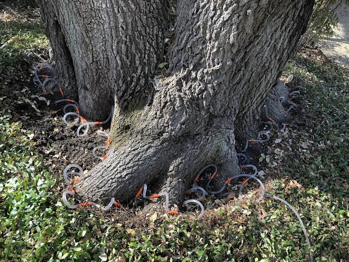 Detailed Tree Cabling and Bracing job site in Boykins
